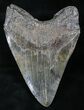 Monster Fossil Megalodon Tooth - Serrated #26514-2